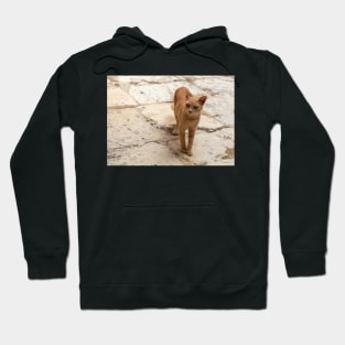 Cats of Malta - stray ginger tabby cat Hoodie